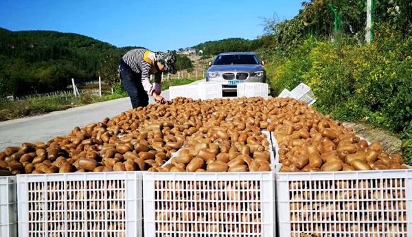 中康貴長獼猴桃