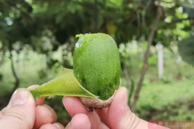 華特獼猴桃