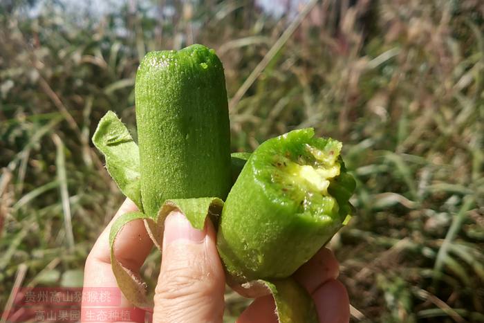 華特獼猴桃