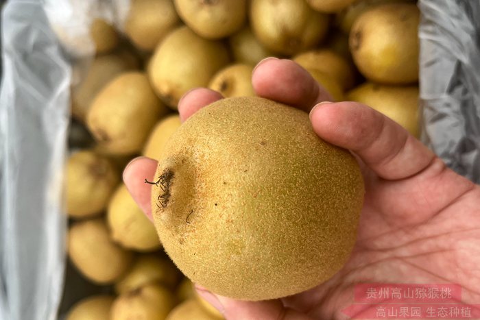 yellow Kiwifruit