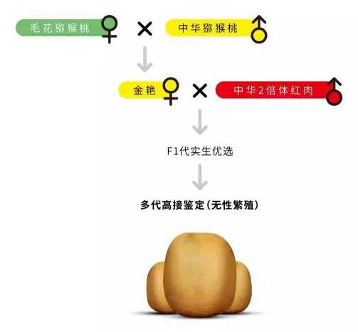 李深獼猴桃