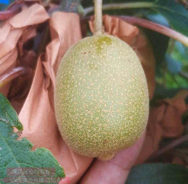 魅力金果G9