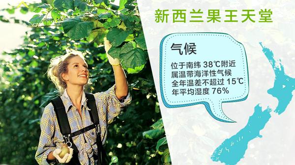 陽光金奇異果