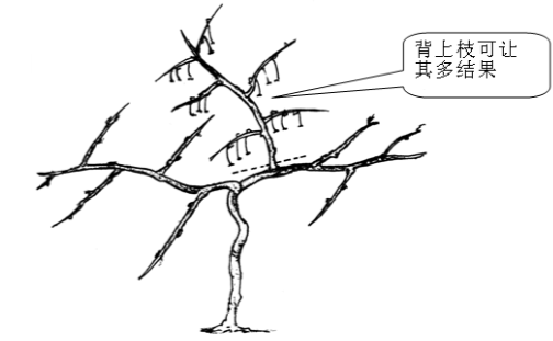 獼猴桃徒長性結果枝