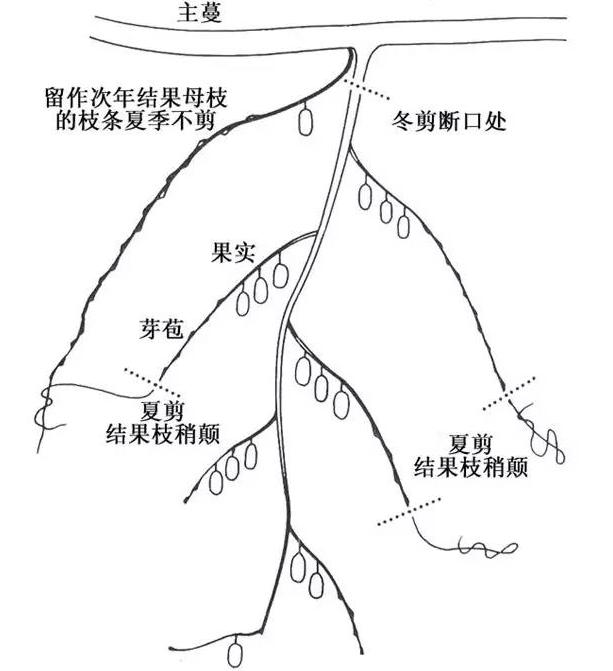 紅心獼猴桃冬季修剪