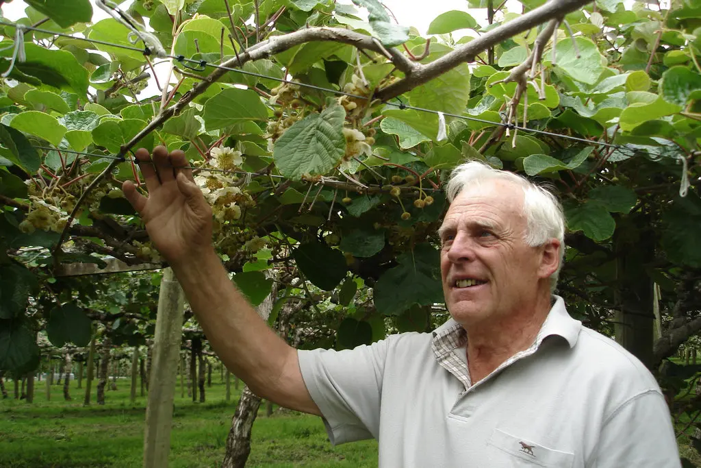 kiwi orchard