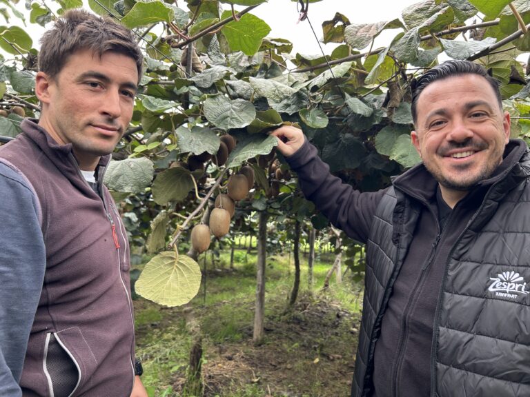Kiwifruit pickers Kiwifruit pickers