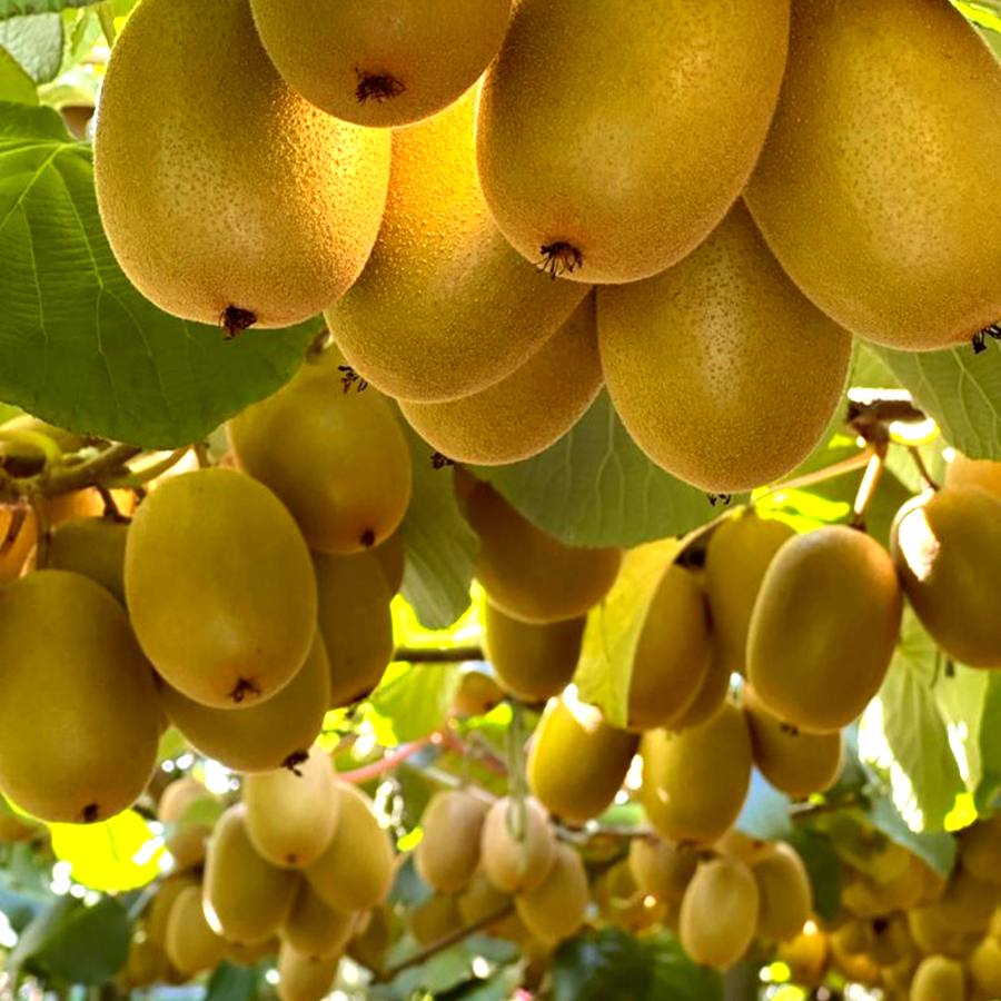 zespri sungold kiwi