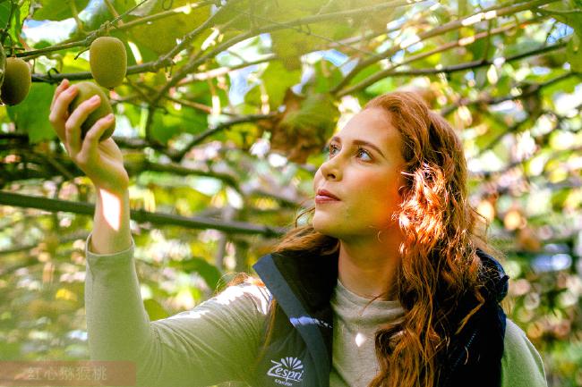 陽光金果 陽光金果