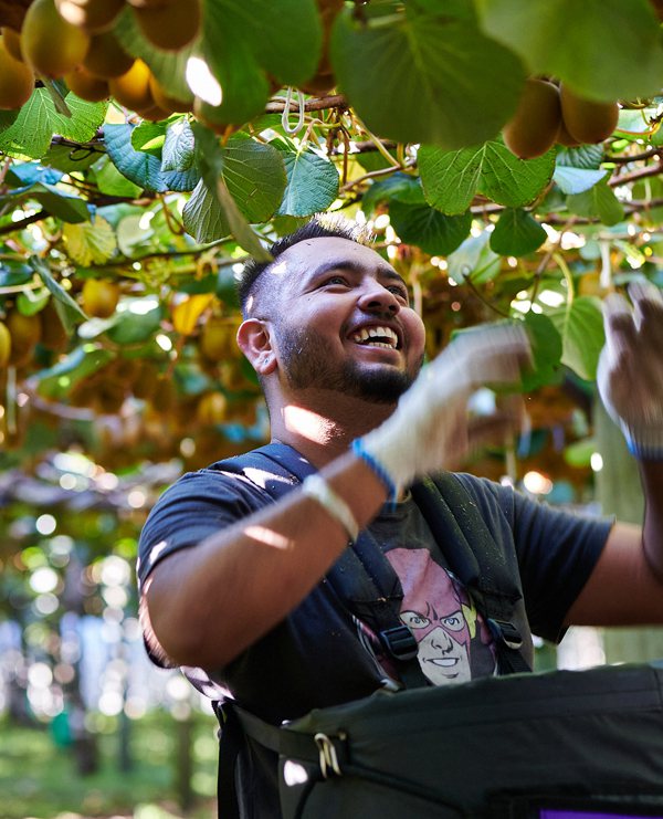 Sungolen kiwifruit harvest