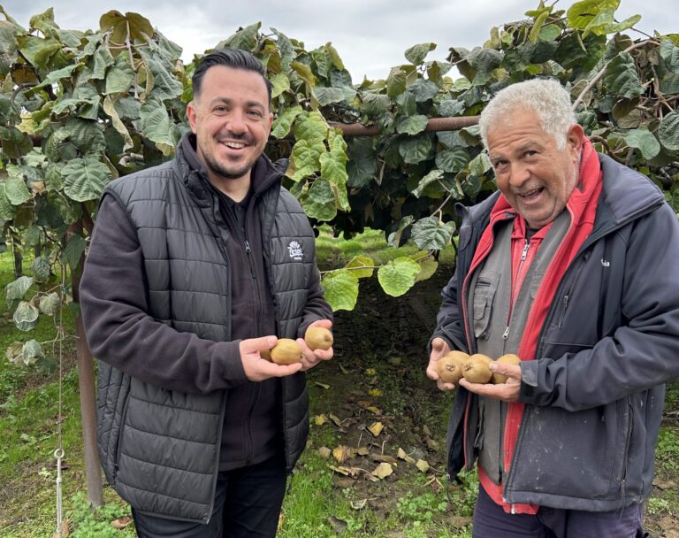 Kiwifruit pickers
