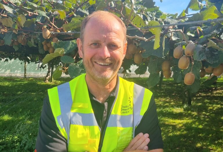 Kiwifruit pickers
