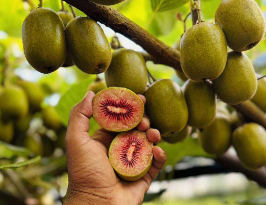 New Zealand Rubyred Kiwi