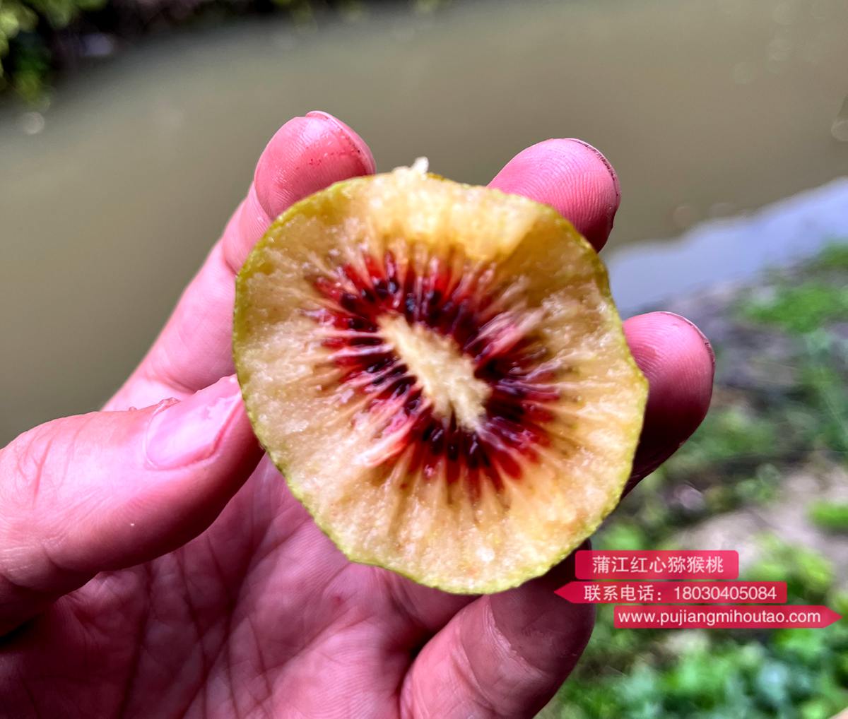 買了一盒新西蘭佳沛的寶石奇異果
