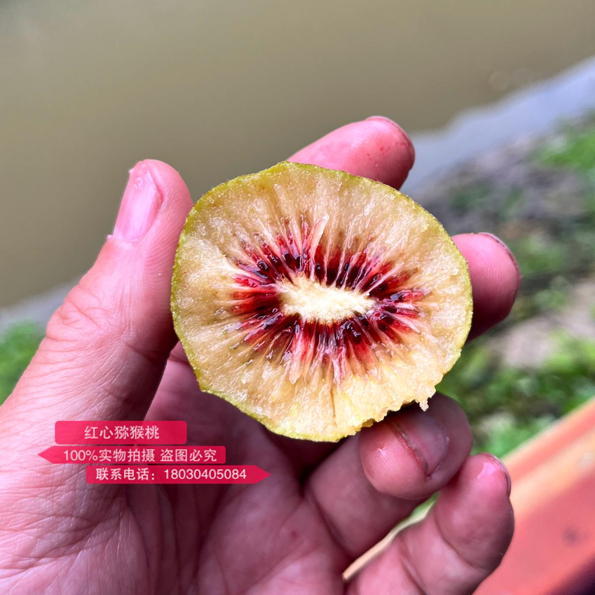 新西蘭進(jìn)口的寶石紅紅肉獼猴桃