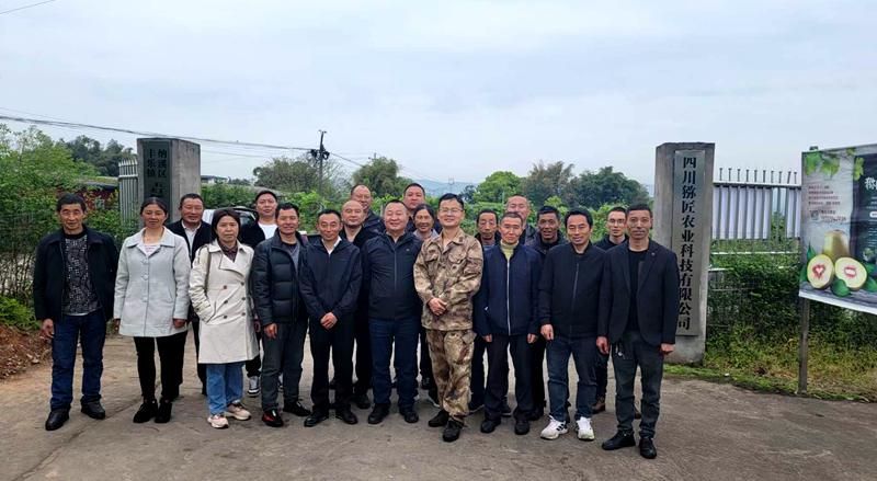 獼猴桃楊剛 獼猴桃楊剛