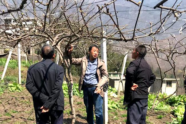 貴州水城獼猴桃專家張榮全