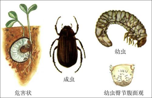 獼猴桃金龜子防治