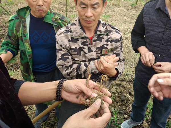 野生獼猴桃根