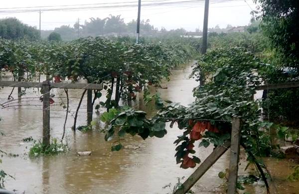 紅心獼猴桃雨后澇災