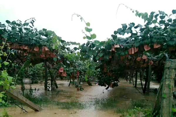 獼猴桃果園下雨