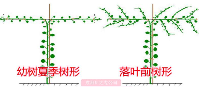 獼猴桃樹形