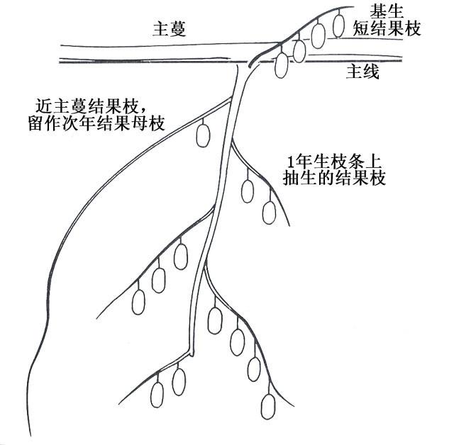 獼猴桃樹形