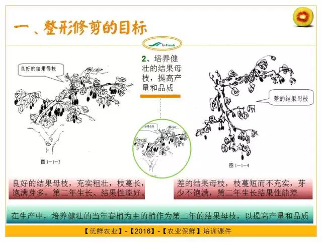 紅心獼猴桃冬季整形修剪