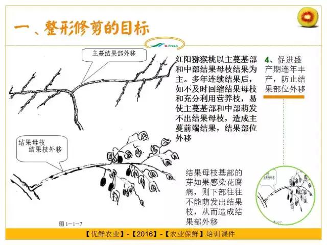 紅心獼猴桃冬季整形修剪