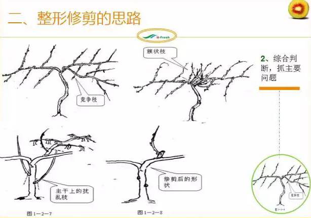 紅心獼猴桃冬季整形修剪