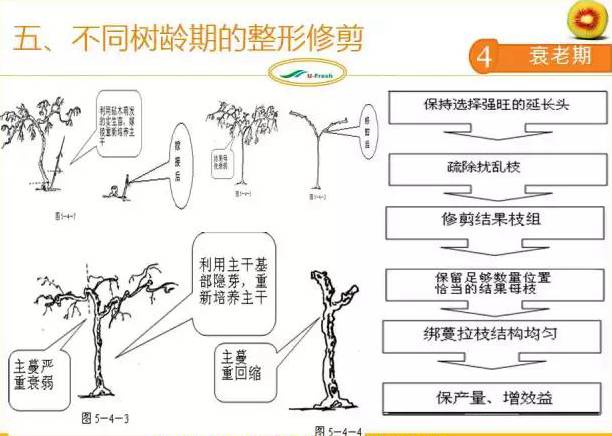 紅心獼猴桃冬季整形修剪