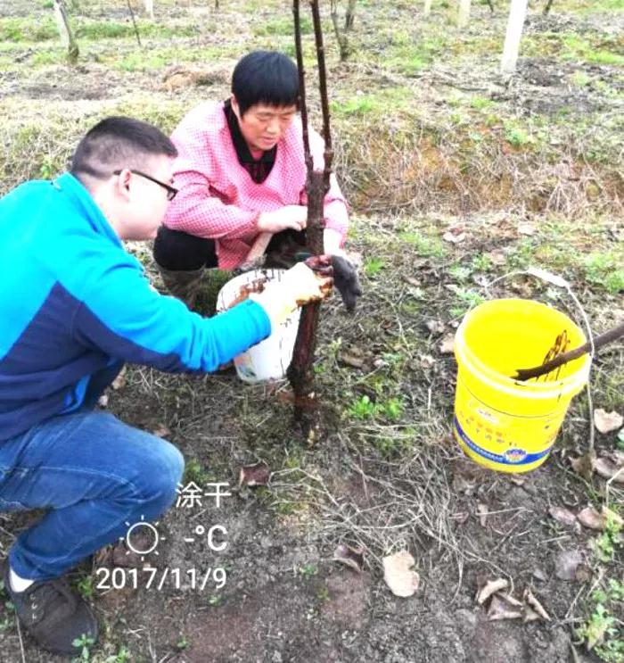 獼猴桃安全越冬