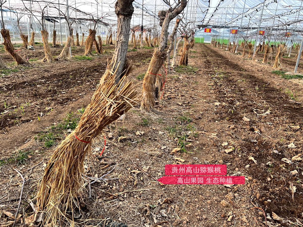 kiwifruit greenhouse