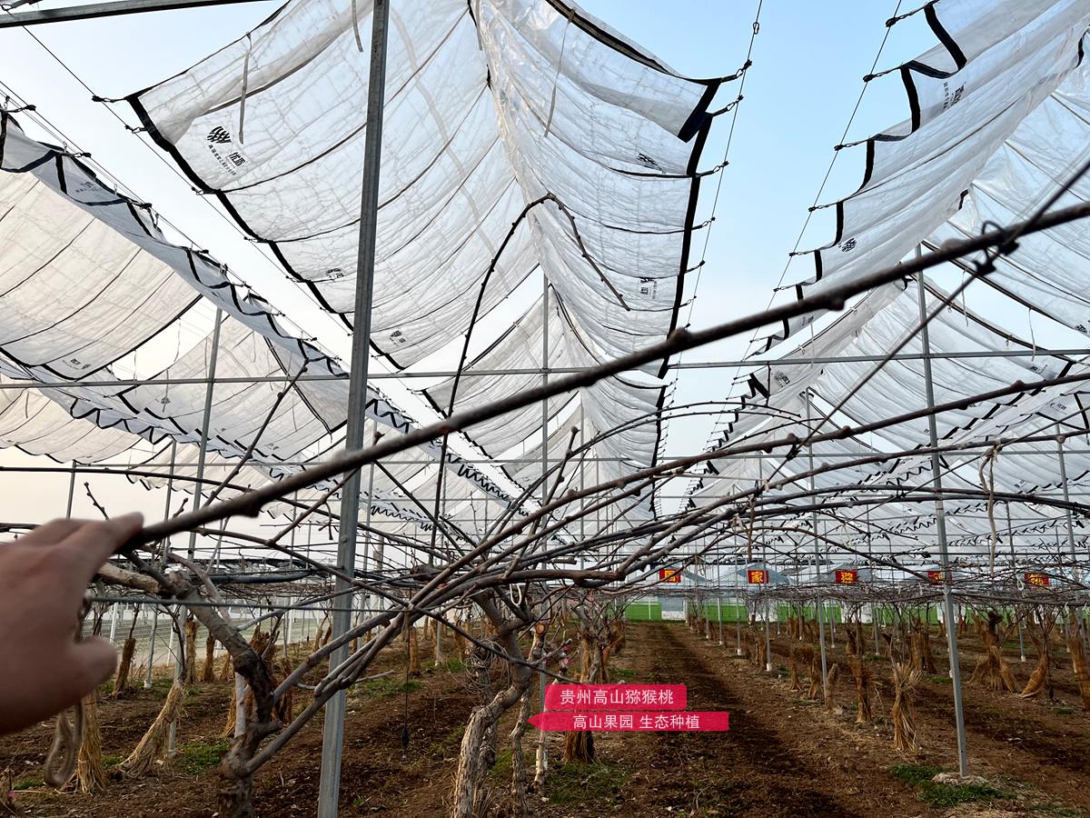 kiwifruit greenhouse